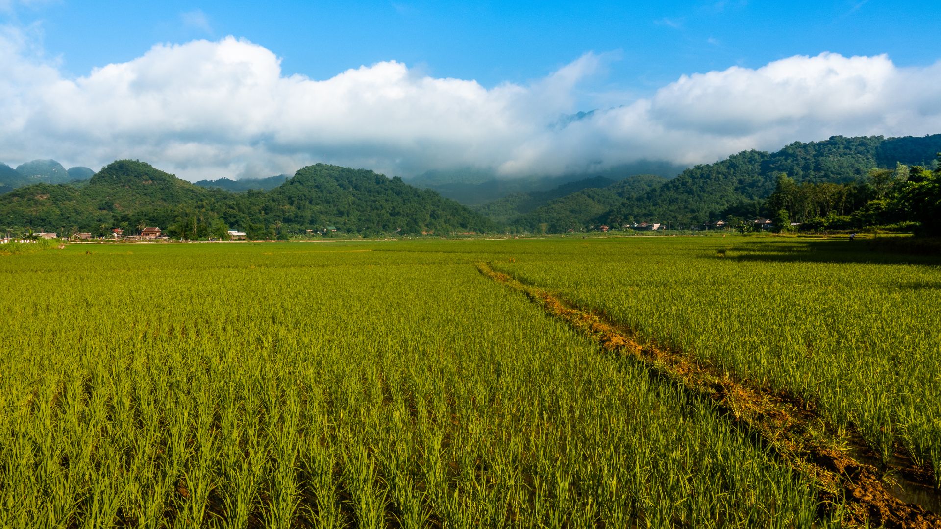 Mai Chau